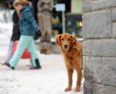 badante colf animali domestici petsitter aes Monza