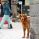 badante colf animali domestici petsitter aes Monza
