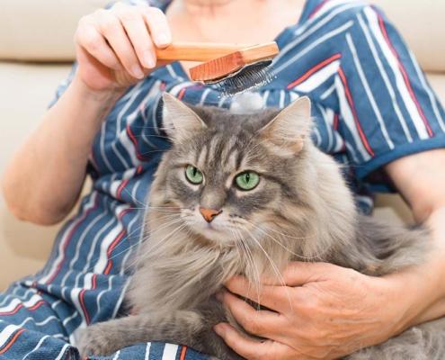 aes domicilio monza animali aiuto anziani